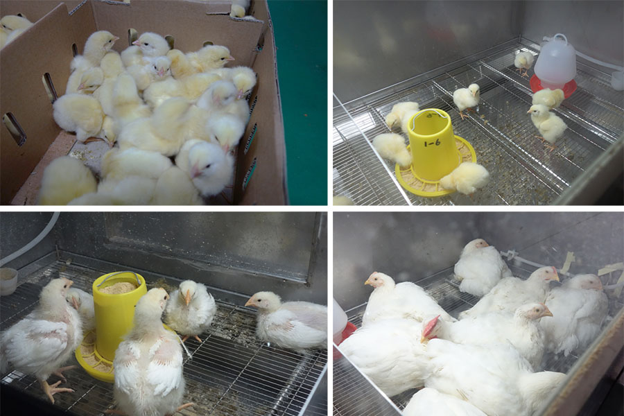 我司利用禽用正/负压隔离器开展酸化剂应用效果的养殖试验顺利结束