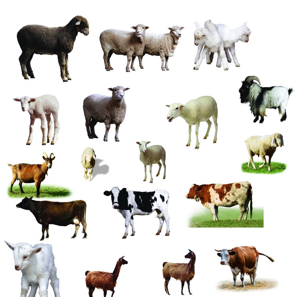 欧康宝TM（Microzyme）